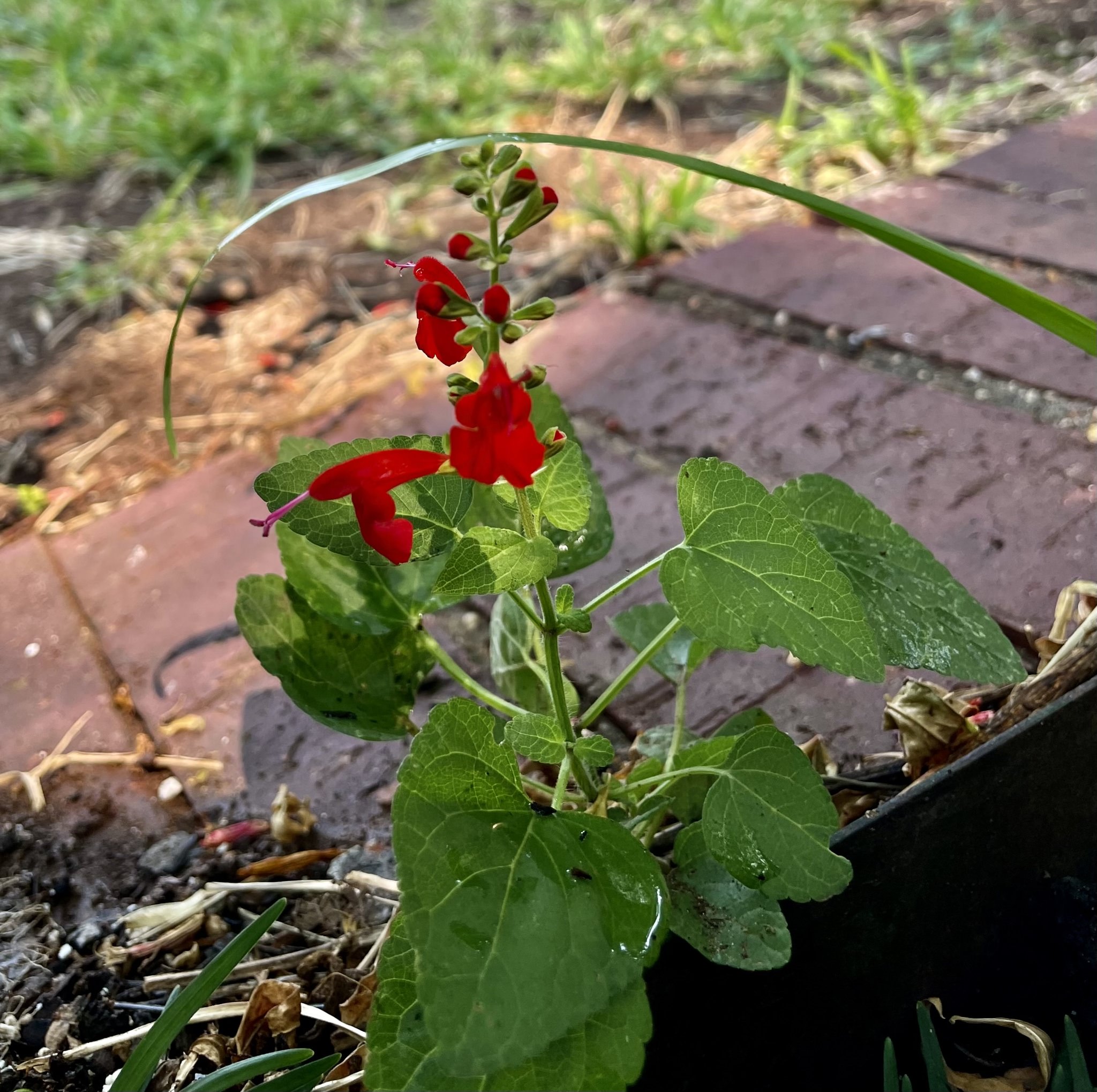 Salvia coccinea